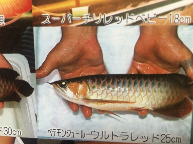 ペテ ムンジュールファームの真実！ : ウルトラレッドに魅せられて