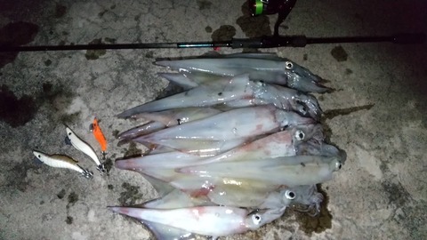 ヤリイカエギング 試行錯誤中 Fishing Noob Salt Game In 上越 ヤリイカエギング 試行錯誤中 Fishing Noob Salt Game In 上越