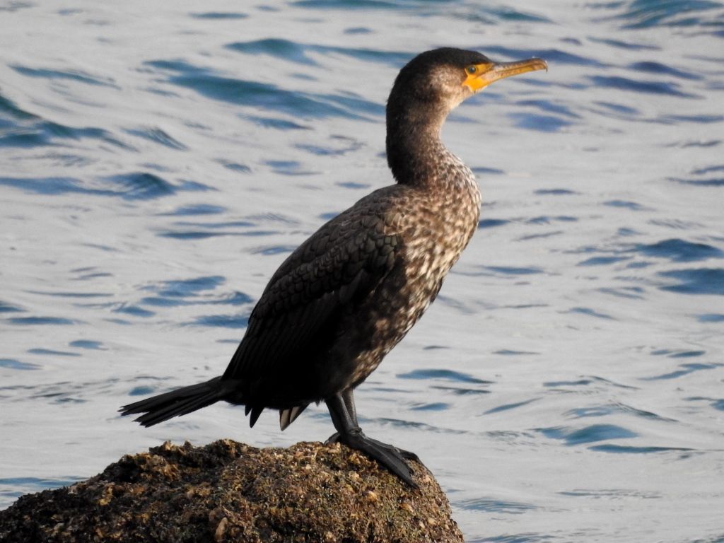 ウミウ 海鵜 カツオドリ目ウ科 金剛山の四季 コウのブログ