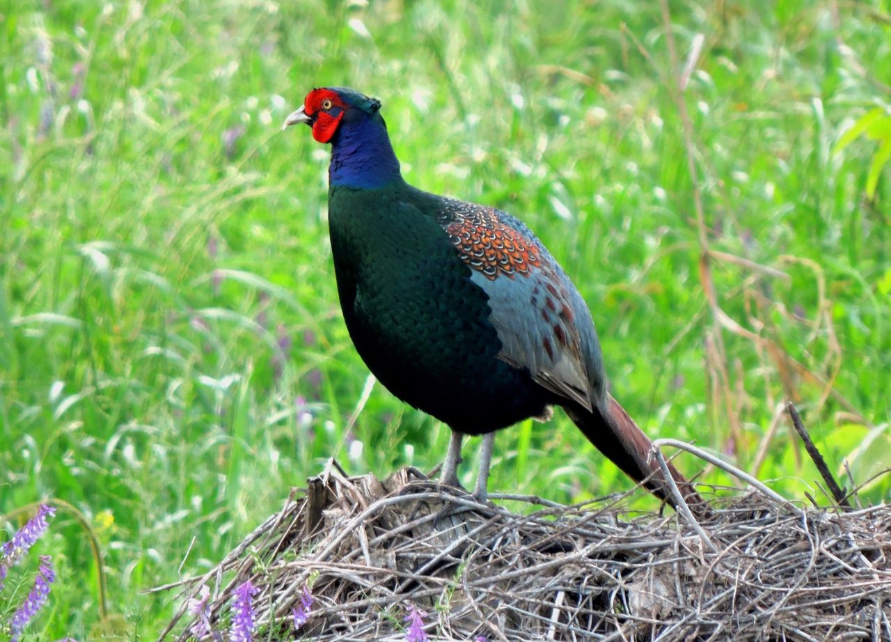 キジ 雉子 雉 キジ科キジ属 金剛山の四季 コウのブログ