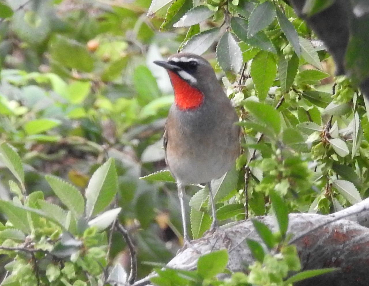 ノゴマ 野駒 ツグミ科 金剛山の四季 コウのブログ