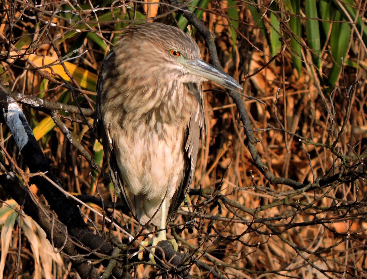 ゴイサギ 五位鷺 サギ科ゴイサギ属 金剛山の四季 コウのブログ