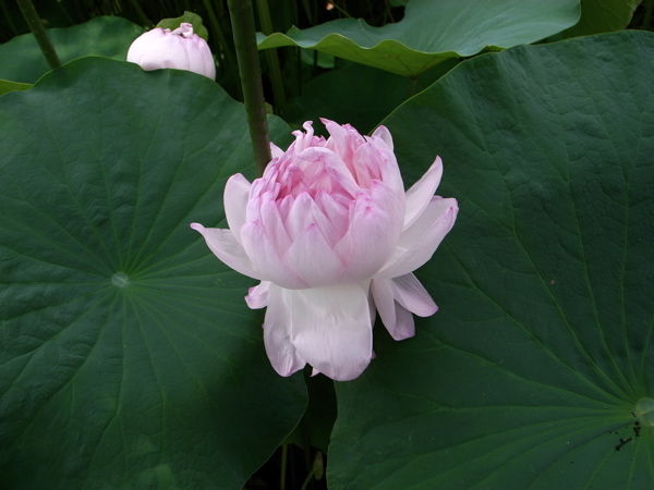 珍しいハスの花 近江妙蓮 Konnichiha今日も元気で 珍しいハスの花 近江妙蓮 Konnichiha今日も元気で