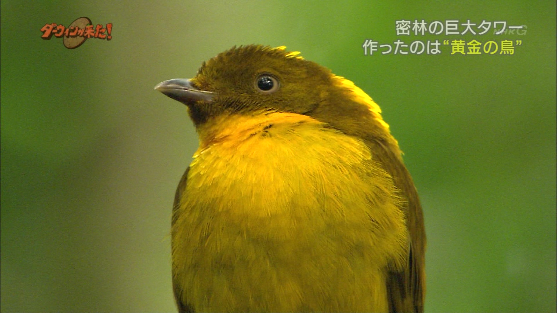 ダーウィンが来た 鳥に大人気 密林で発見 謎の巨大タワー こんなテレビを見た