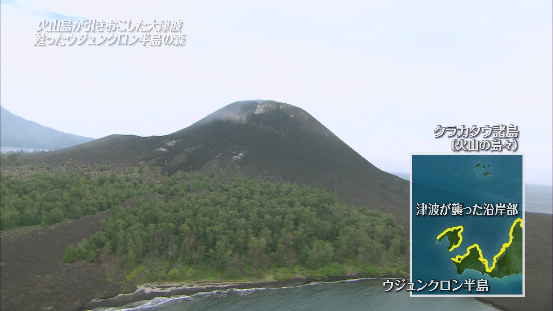ｔｈｅ世界遺産 大津波から甦った森で幻のサイを追う インドネシア こんなテレビを見た