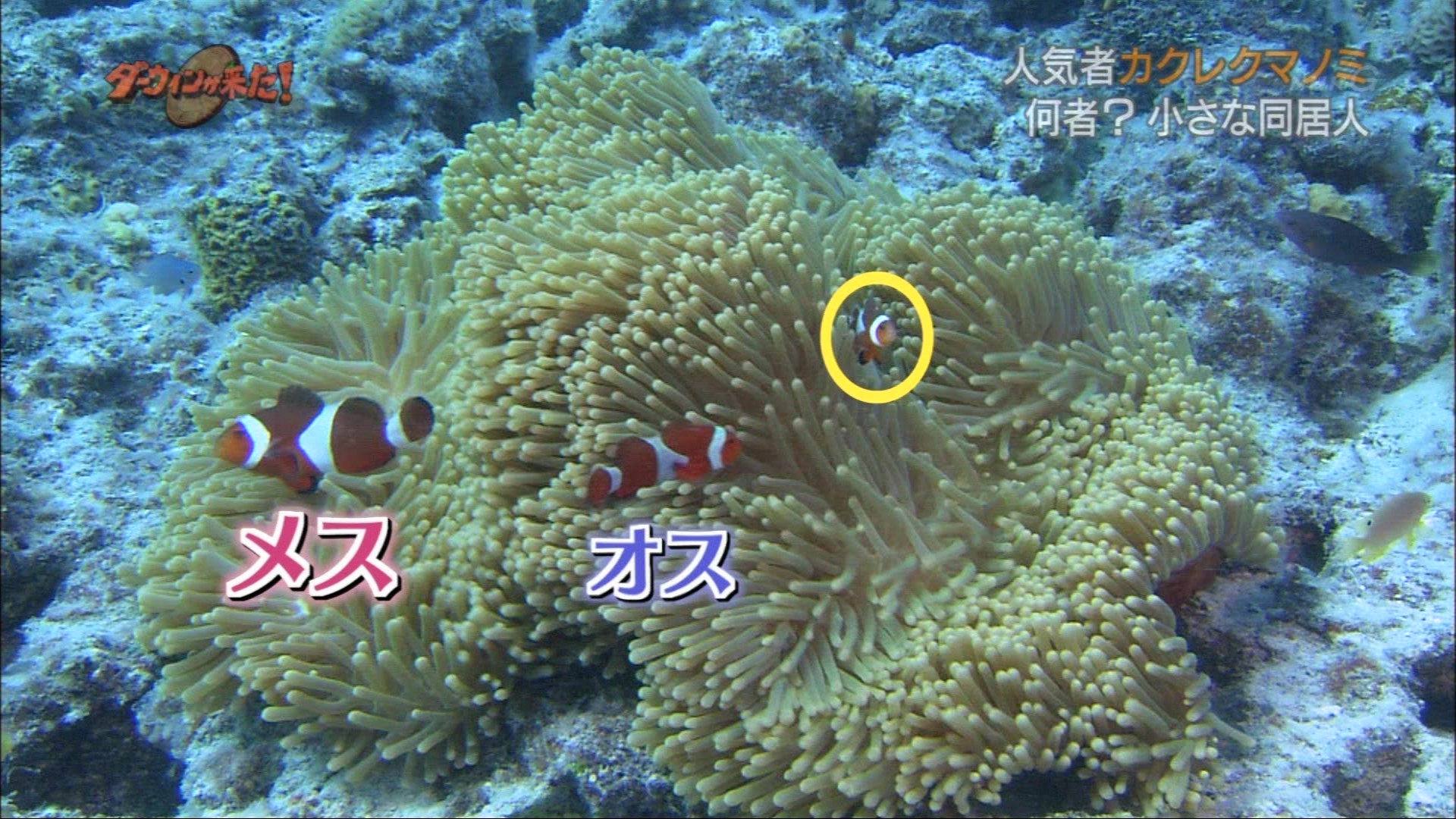 ダーウィンが来た 人気者カクレクマノミの意外な素顔 こんなテレビを見た