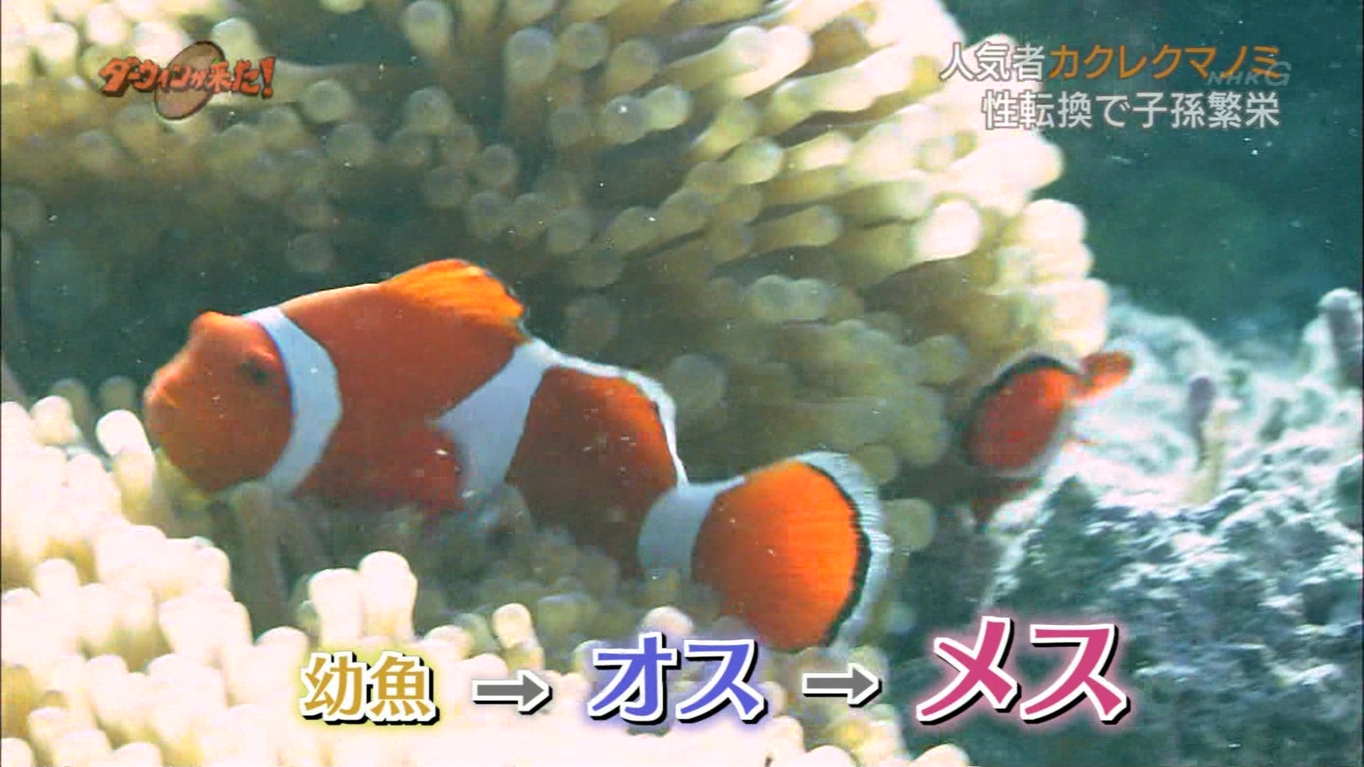 ダーウィンが来た 人気者カクレクマノミの意外な素顔 こんなテレビを見た
