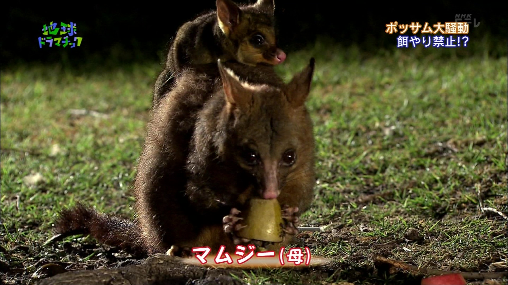地球ドラマチック ポッサム大騒動 都会の小さなやっかい者 こんなテレビを見た