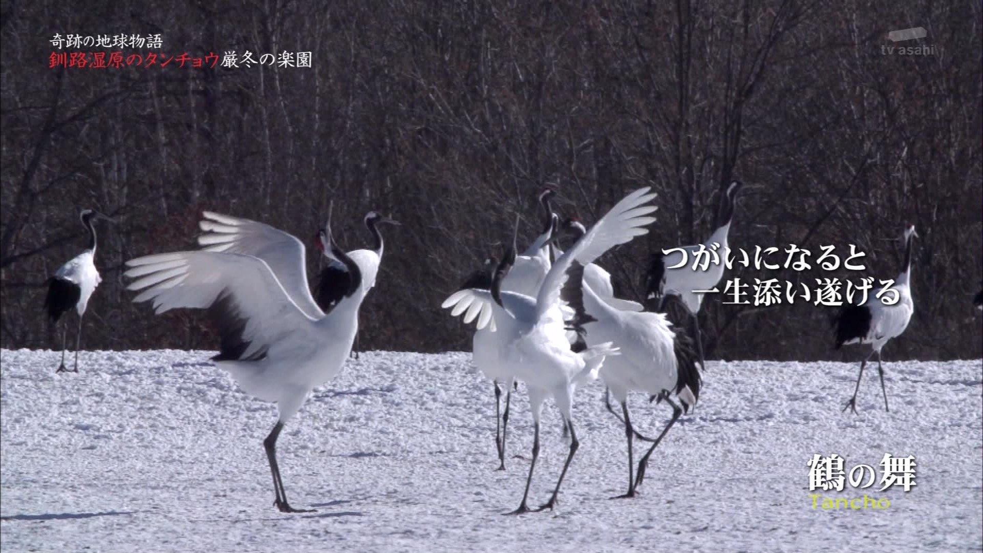 奇跡の地球物語 釧路湿原のツル 凍らない川で生きるタンチョウの楽園と絶景 Ep 4 こんなテレビを見た 奇跡の地球物語 釧路湿原のツル 凍らない川で生きるタンチョウの楽園と絶景 Ep 4 こんなテレビを見た