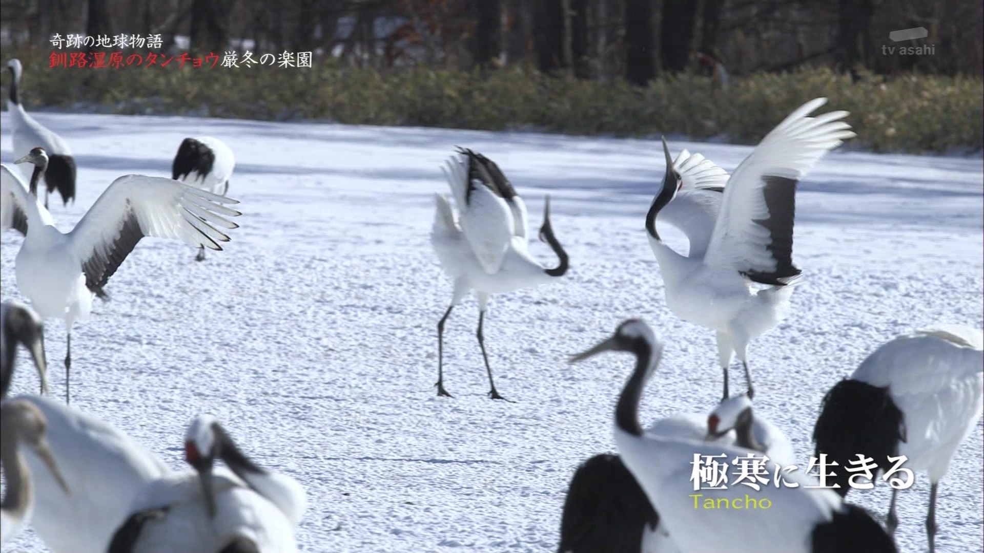 奇跡の地球物語 釧路湿原のツル 凍らない川で生きるタンチョウの楽園と絶景 Ep 4 こんなテレビを見た 奇跡の地球物語 釧路湿原のツル 凍らない川で生きるタンチョウの楽園と絶景 Ep 4 こんなテレビを見た