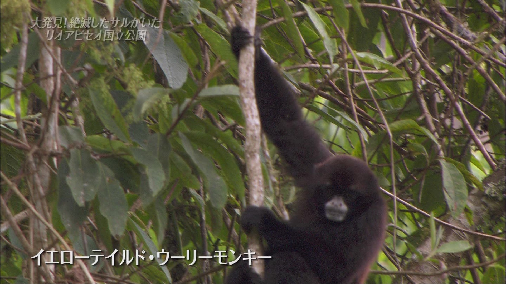 ｔｈｅ世界遺産 幻のサルを発見 アマゾンの源流へ ペルー こんなテレビを見た
