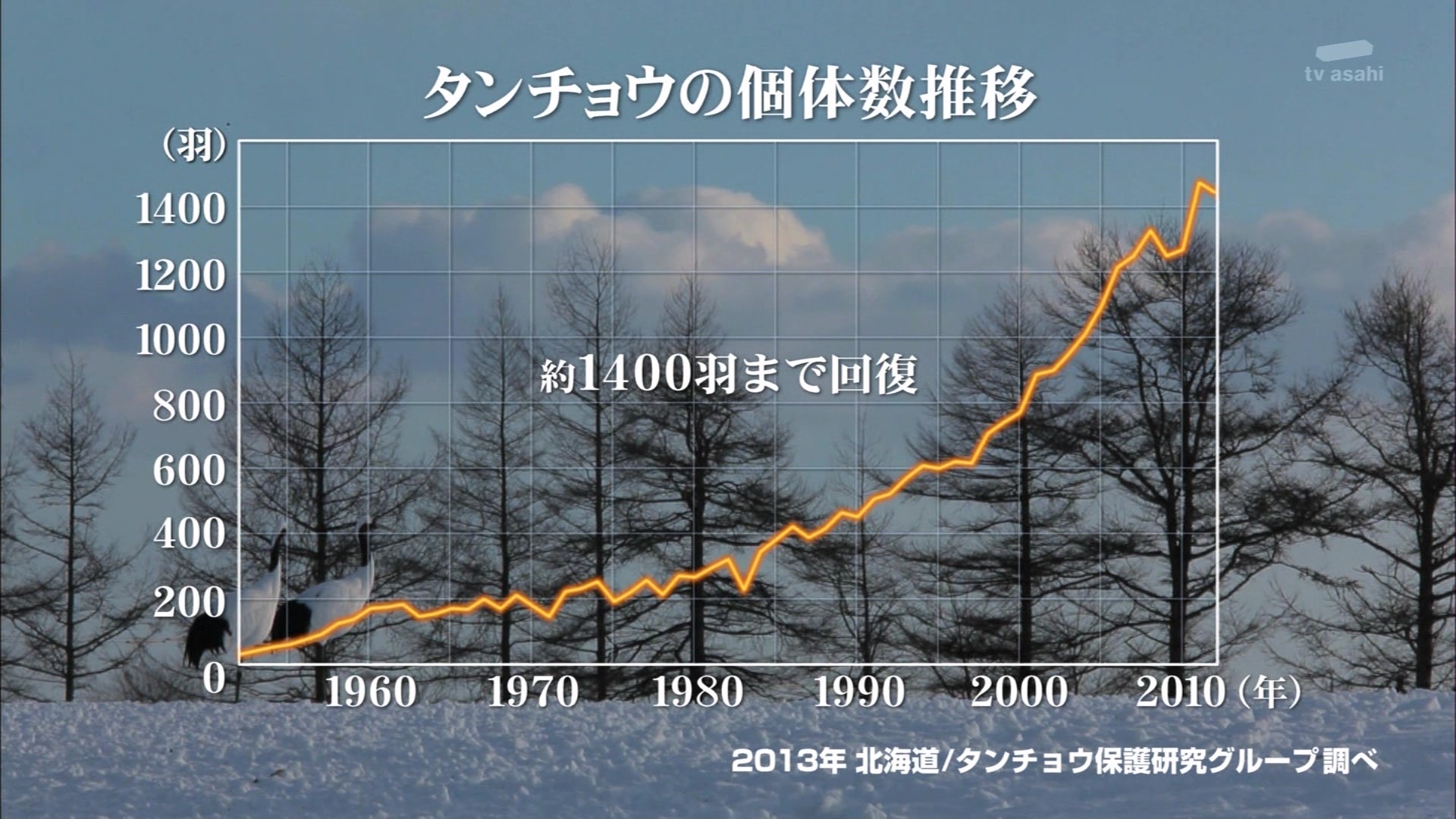 奇跡の地球物語 釧路湿原のツル 凍らない川で生きるタンチョウの楽園と絶景 Ep 4 こんなテレビを見た 奇跡の地球物語 釧路湿原のツル 凍らない川で生きるタンチョウの楽園と絶景 Ep 4 こんなテレビを見た