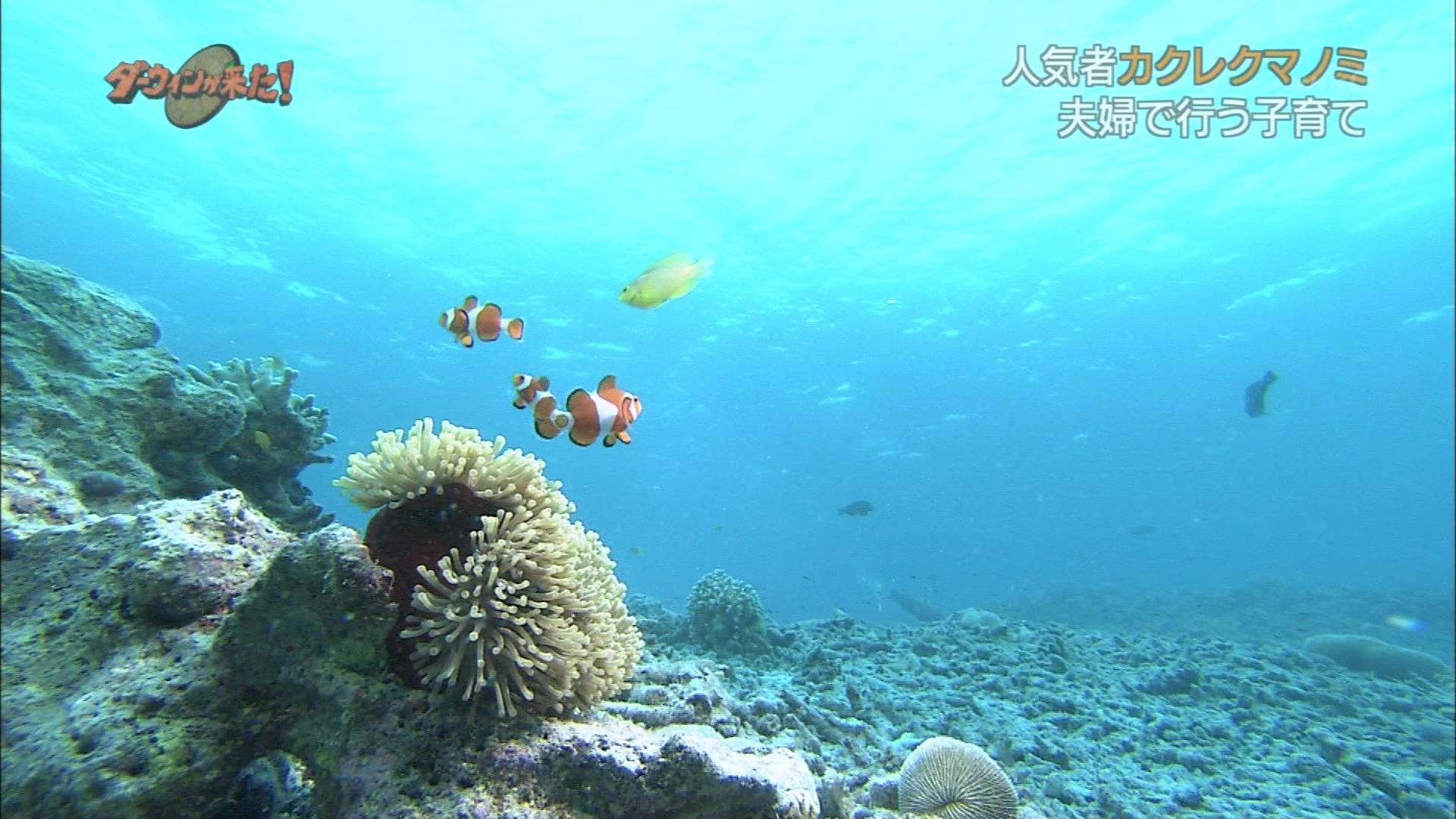 ダーウィンが来た 人気者カクレクマノミの意外な素顔 こんなテレビを見た