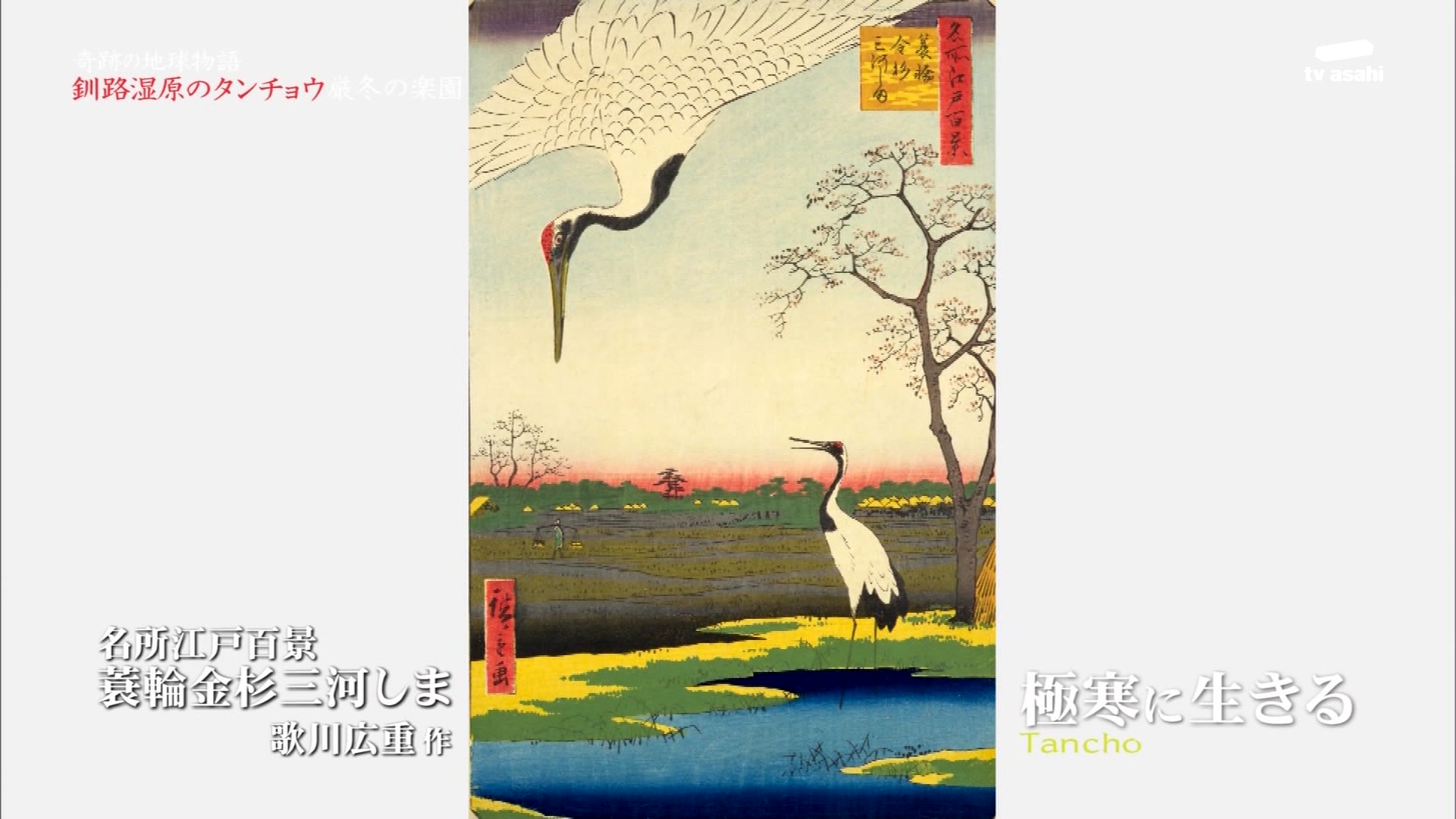 奇跡の地球物語 釧路湿原のツル 凍らない川で生きるタンチョウの楽園と絶景 Ep 4 こんなテレビを見た 奇跡の地球物語 釧路湿原のツル 凍らない川で生きるタンチョウの楽園と絶景 Ep 4 こんなテレビを見た