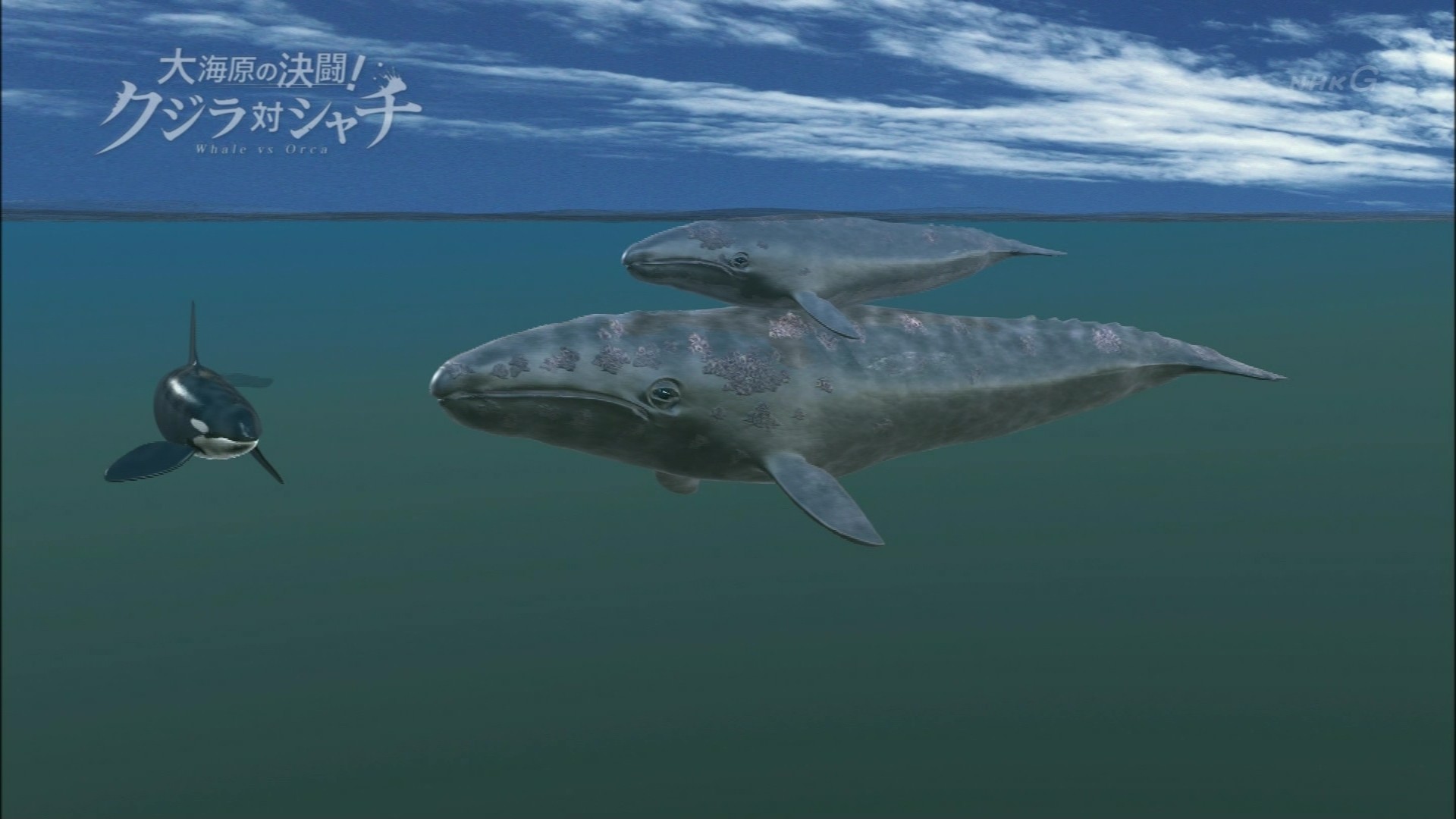 NHKスペシャル「大海原の決闘！クジラ対シャチ」 : こんなテレビを見た。