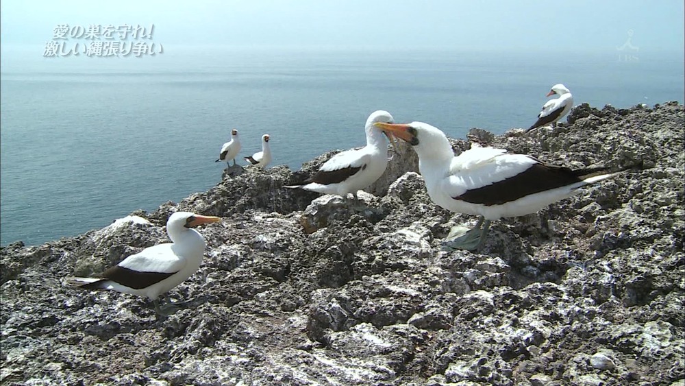 こんなテレビを見た