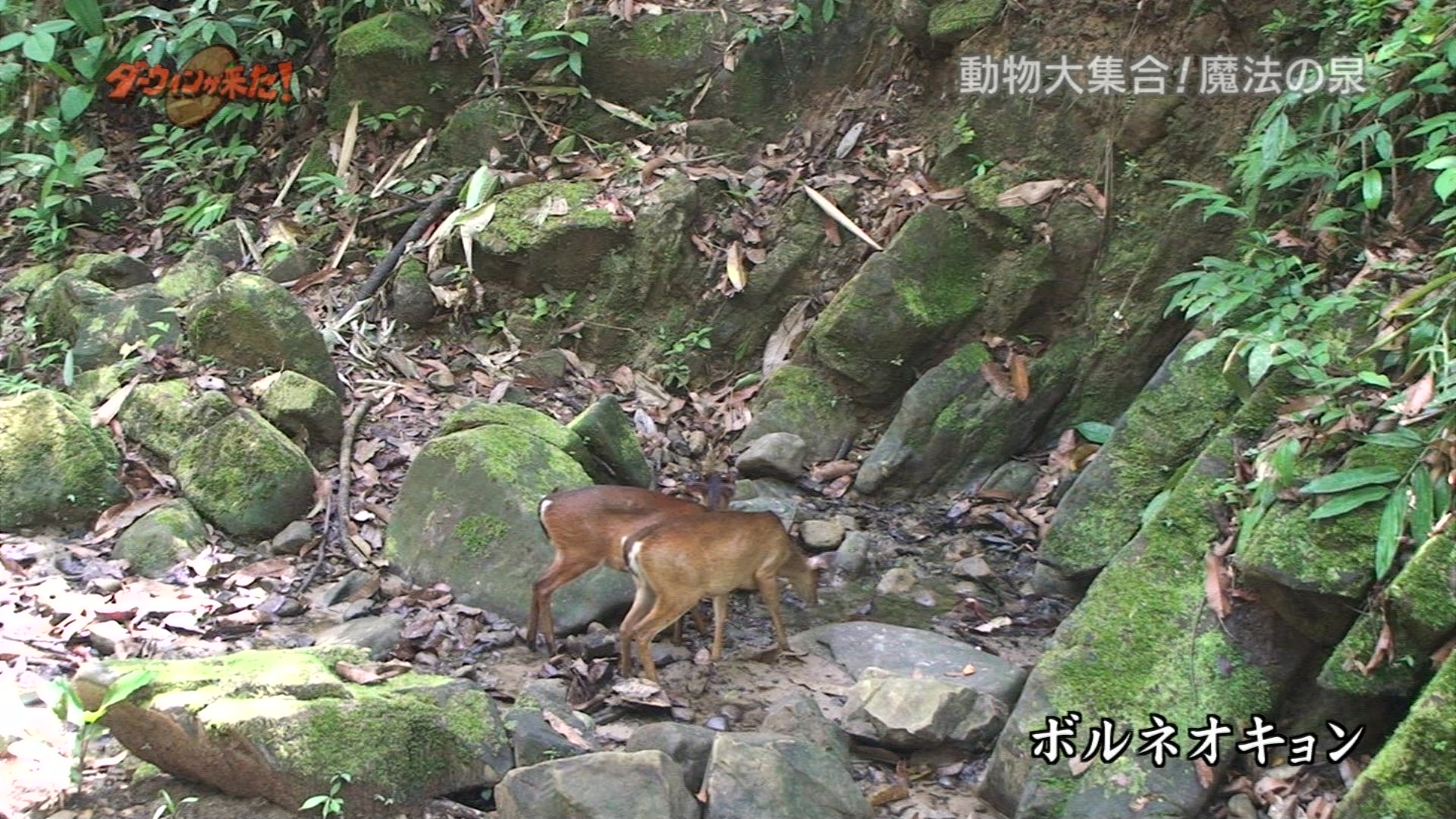 ダーウィンが来た ボルネオ熱帯雨林 魔法の泉に動物大集合 こんなテレビを見た ダーウィンが来た ボルネオ熱帯雨林 魔法の泉に動物大集合 こんなテレビを見た