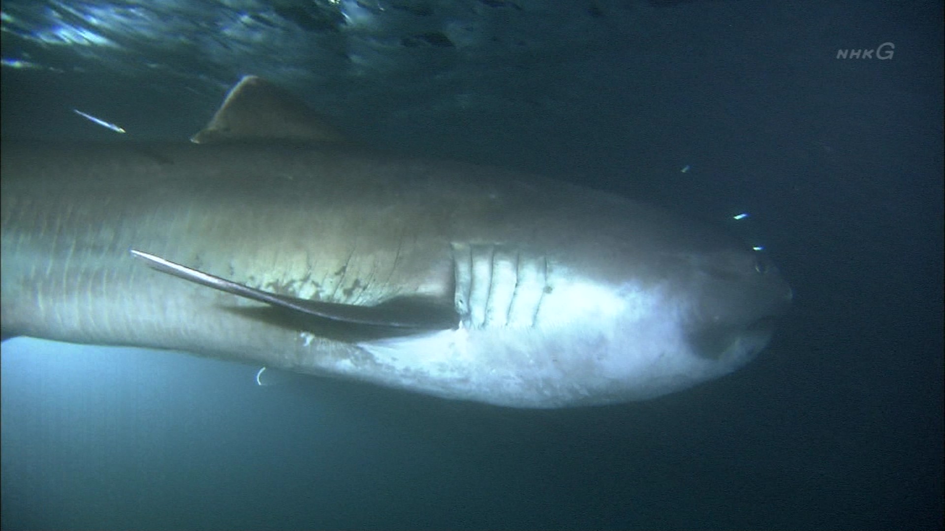 Nスペ シリーズ深海の巨大生物「謎の海底サメ王国」 : こんなテレビを見た。