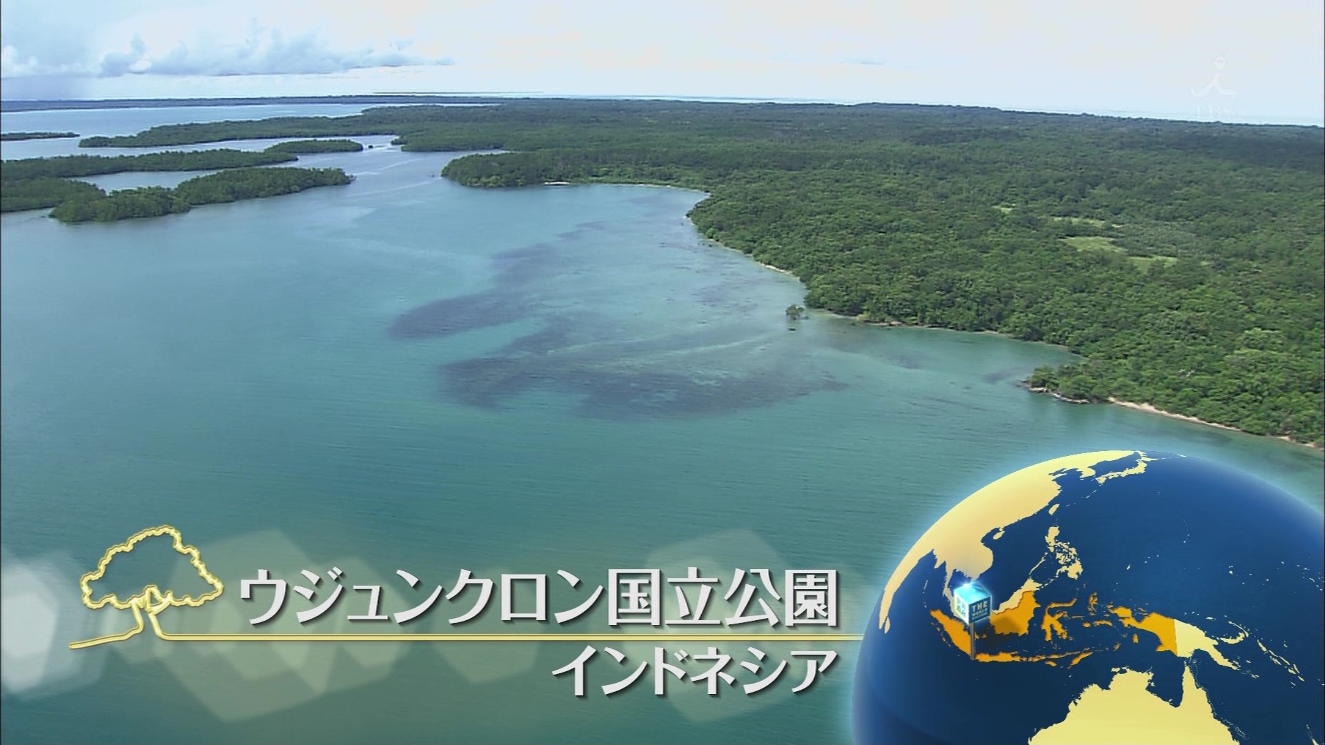 ｔｈｅ世界遺産 大津波から甦った森で幻のサイを追う インドネシア こんなテレビを見た