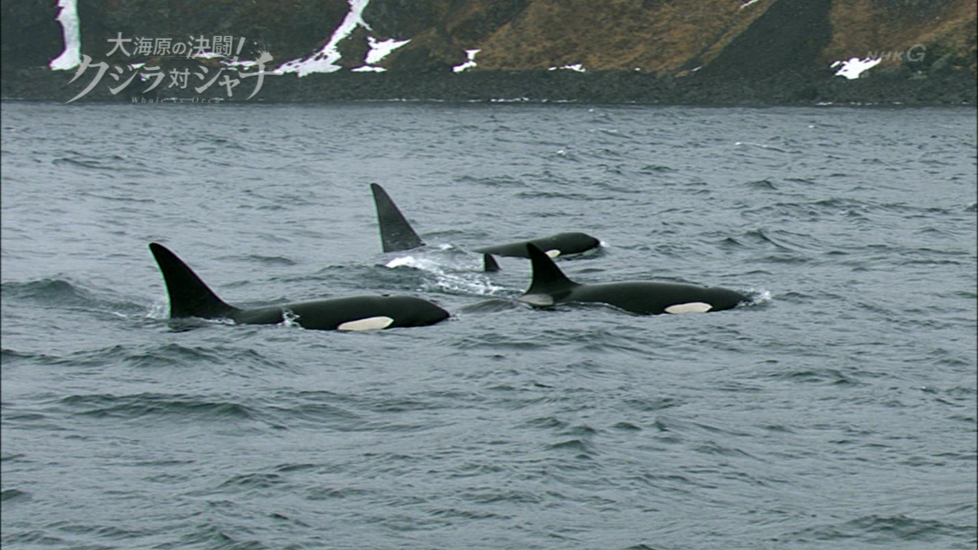 NHKスペシャル「大海原の決闘！クジラ対シャチ」 : こんなテレビを見た。