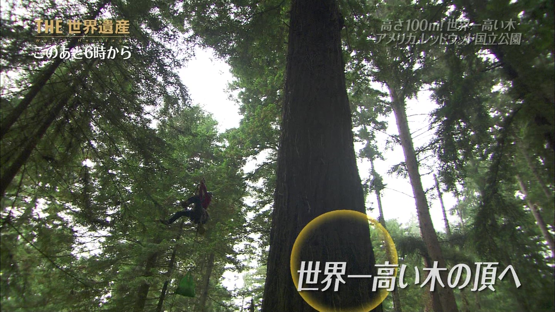 ｔｈｅ世界遺産 世界一 高さ１００ｍの巨木の森 アメリカ こんなテレビを見た