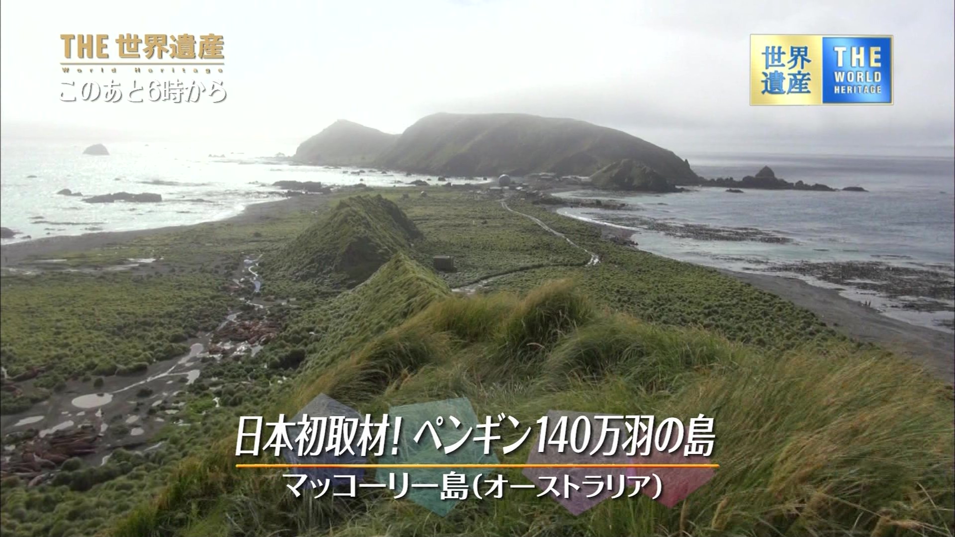 ｔｈｅ世界遺産 日本初取材 ペンギン１４０万羽の島 マッコーリー島 豪州 こんなテレビを見た
