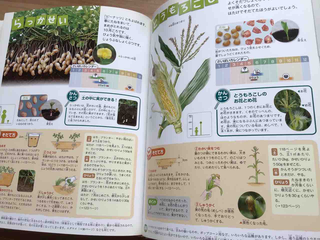 フレーベル館図鑑NATURAしょくぶつのさいばい : きゅうきゅう