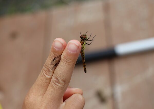 7月の自然教室 昆虫採集 きゅうきゅう