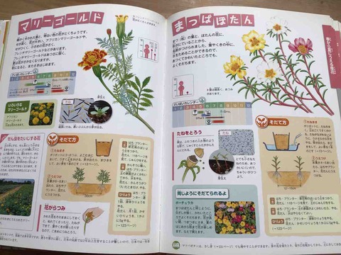 フレーベル館図鑑NATURAしょくぶつのさいばい : きゅうきゅう