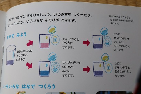 朝顔の色水実験～小学校1年生自由研究に : きゅうきゅう
