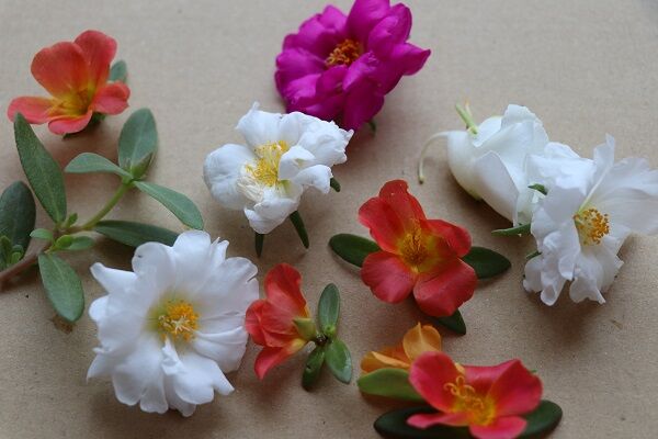 押し花のしおり 小学校1年夏休み工作 自由研究 きゅうきゅう