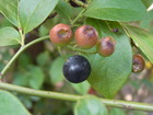 RIMG0321
