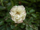 RIMG0285