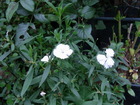 RIMG3863