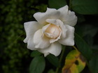RIMG4481