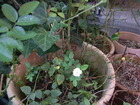 RIMG4452