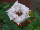 RIMG0238