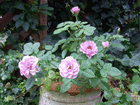RIMG0236