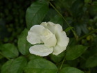 RIMG2896
