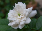 RIMG1324