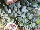 IMG_20191130_152154