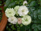 RIMG0393