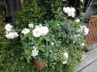 IMG_20200515_084602