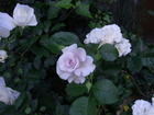 RIMG4299