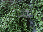RIMG4432