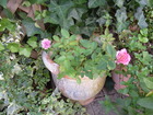 RIMG3662