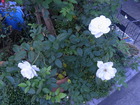 RIMG3255