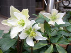 RIMG0073