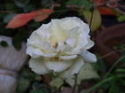RIMG4096