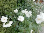 IMG_20200515_084651